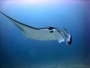 Manta-Ray