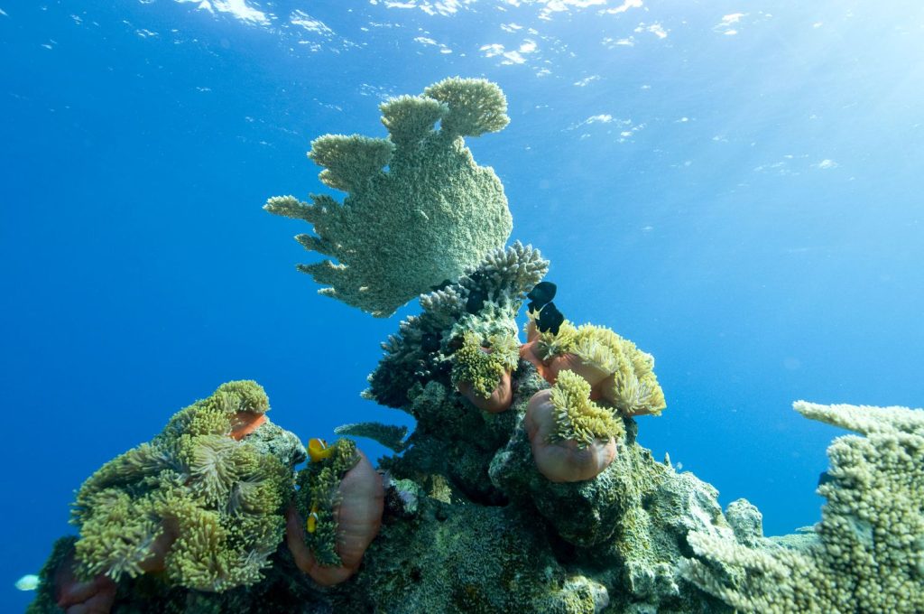 corel reef in maldives