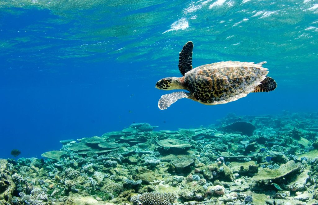 Sea turtle on a house reef