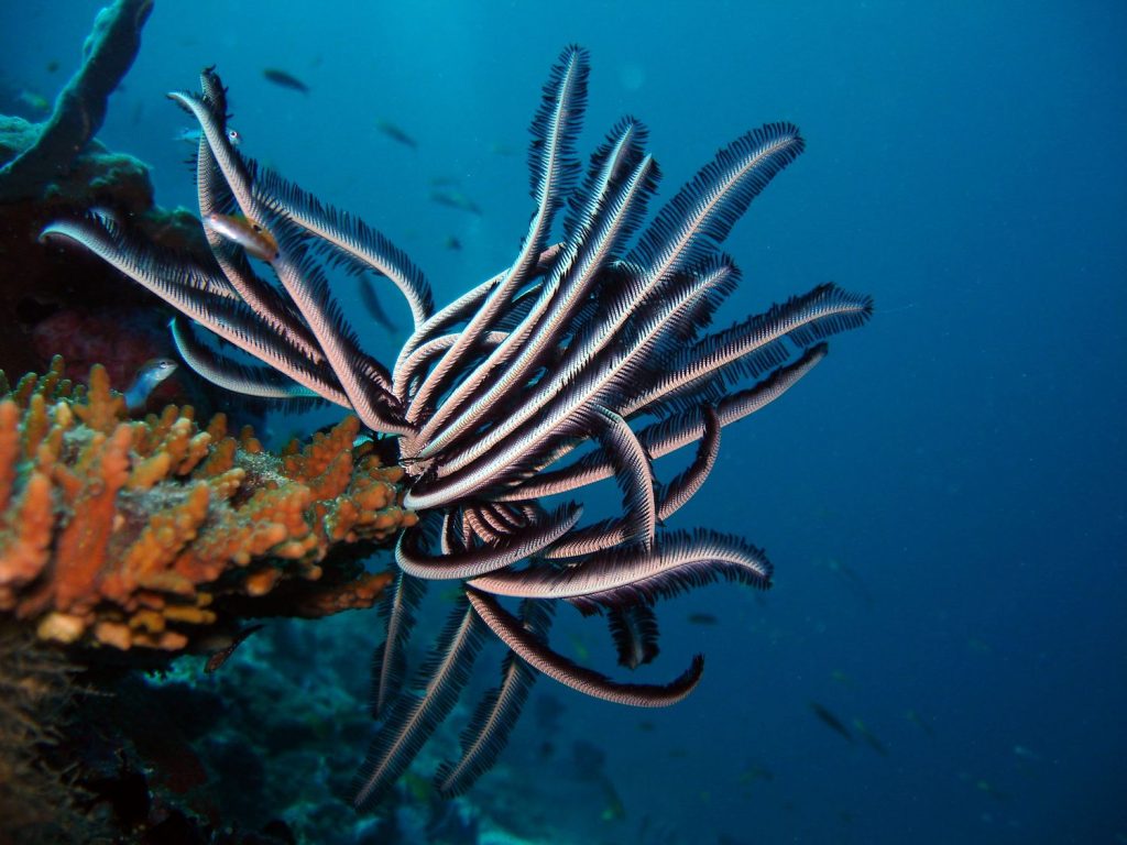 coral in maldives sea