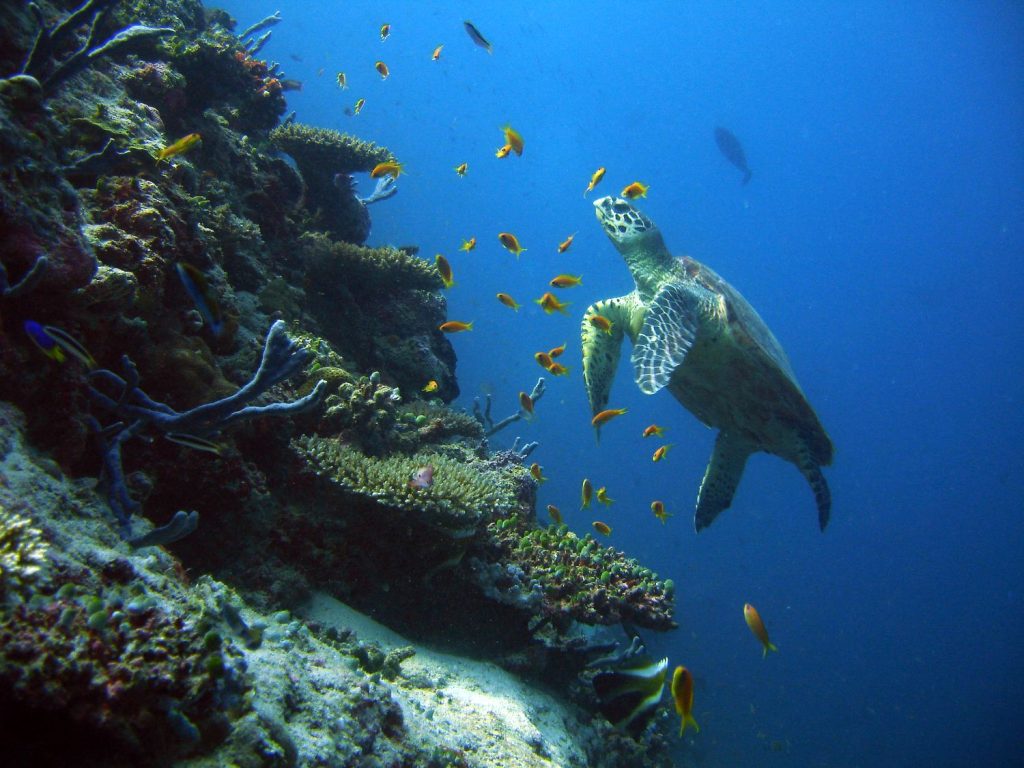 turtle swimming in a house reef
